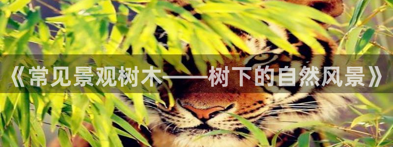 天顺娱乐台球